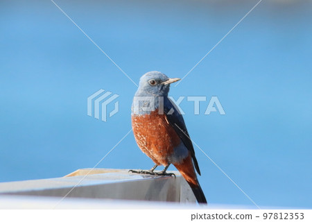 《平塚市》沿海岩耳鵯 《平塚市》沿海岩耳鵯 97812353