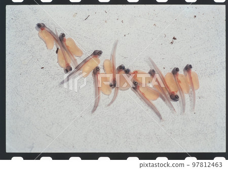 鱒魚 鱒魚 97812463