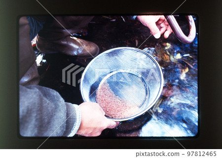 鱒魚 鱒魚 97812465