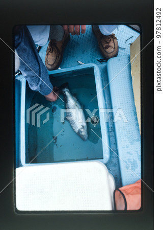褐鱒魚 97812492