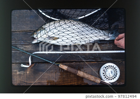 褐鱒魚 褐鱒魚 97812494