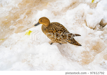 Wild duck Wild duck 97812792