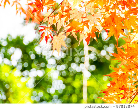 Autumn scenery Beautiful colorful autumn leaves Autumn scenery Beautiful colorful autumn leaves 97812874