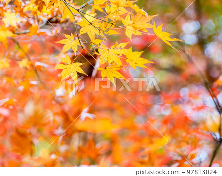 Autumn scenery Beautiful colorful autumn leaves Autumn scenery Beautiful colorful autumn leaves 97813024