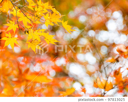 Autumn scenery Beautiful colorful autumn leaves Autumn scenery Beautiful colorful autumn leaves 97813025
