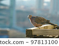 源自斑鳩，脖子上的白斑。它也被稱為 Shinjudove，因為它的白色斑點看起來像珍珠。 97813100