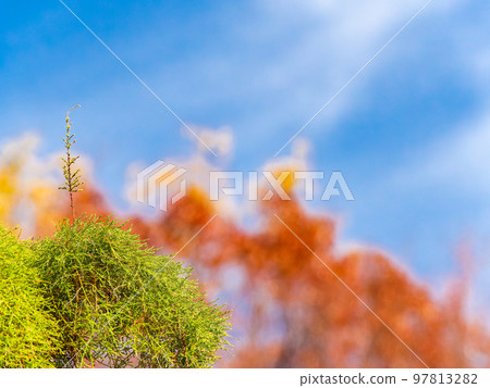 秋天風景與藍天和秋葉的精美針葉樹在背景中 97813282