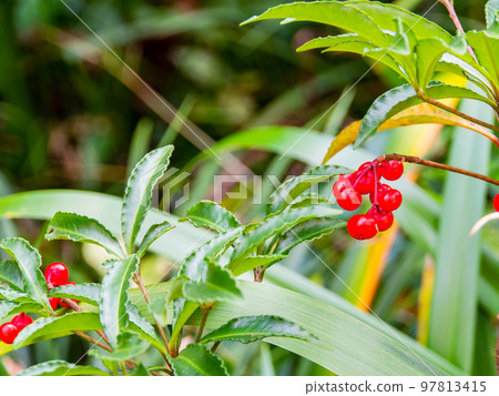 秋天的風景 鮮紅的萬里果 97813415