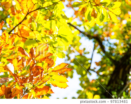 美麗的秋天風景在灌木叢中的秋葉 97813481