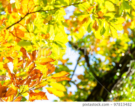 美麗的秋天風景在灌木叢中的秋葉 美麗的秋天風景在灌木叢中的秋葉 97813482