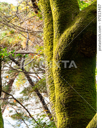 樹皮長滿苔蘚的大樹 97813487