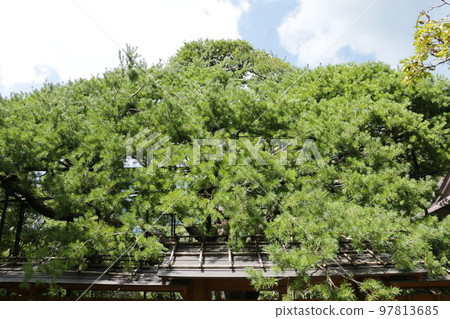 大原寶泉院的五葉松，以帶框庭園的寺廟而聞名 97813685