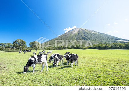 在大山吃草的奶牛（大山牧場牛奶村附近） 97814393