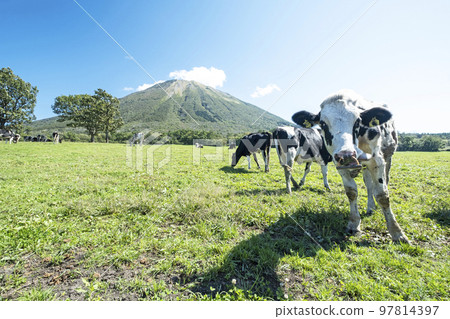 Cows grazing in Daisen (near Daisen Makiba Milk Village) Cows grazing in Daisen (near Daisen Makiba Milk Village) 97814397