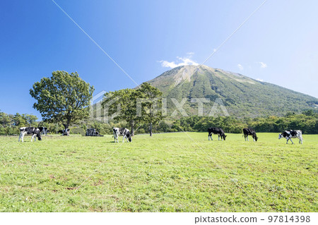 Cows grazing in Daisen (near Daisen Makiba Milk Village) 97814398