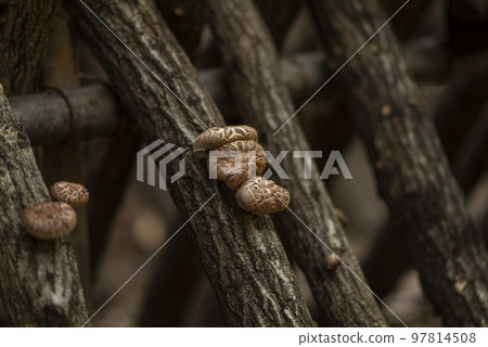 Shiitake mushroom cultivation 97814508