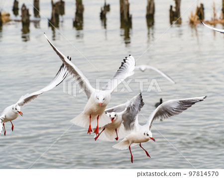 Scenery of Kitaura in winter Lively and fun seagulls feeding 97814570