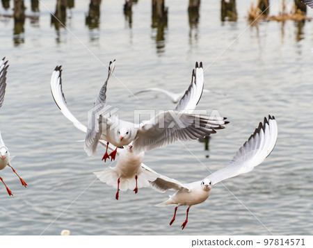 Scenery of Kitaura in winter Lively and fun seagulls feeding 97814571