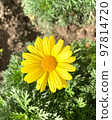 Close-up of a yellow marguerite daisy (Argyranthemum) flower in the Gardan 97814720