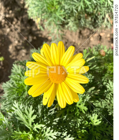 Close-up of a yellow marguerite daisy (Argyranthemum) flower in the Gardan 97814720