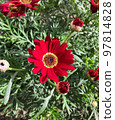 Close-up of a red marguerite daisy (Argyranthemum) flower in the Gardan 97814828