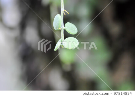 Dischidia nummularia Variegata, Dischidia nummularia Variegatege Dischidia nummularia Variegata, Dischidia nummularia Variegatege 97814854