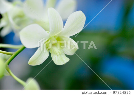 Dischidia nummularia Variegata, Dischidia nummularia Variegatege Dischidia nummularia Variegata, Dischidia nummularia Variegatege 97814855