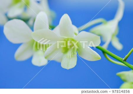 Dischidia nummularia Variegata, Dischidia nummularia Variegatege Dischidia nummularia Variegata, Dischidia nummularia Variegatege 97814856