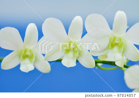 Dischidia nummularia Variegata, Dischidia nummularia Variegatege Dischidia nummularia Variegata, Dischidia nummularia Variegatege 97814857