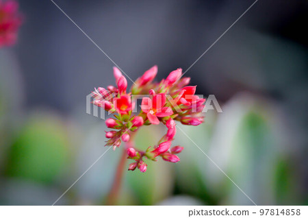 Kalanchoe blossfeldiana Poelln, Kalanchoe blossfeldiana or Flaming Katy or Kalanchoe or CRASSULACEAE Kalanchoe blossfeldiana Poelln, Kalanchoe blossfeldiana or Flaming Katy or Kalanchoe or CRASSULACEAE 97814858