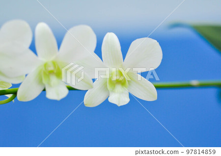Dischidia nummularia Variegata, Dischidia nummularia Variegatege Dischidia nummularia Variegata, Dischidia nummularia Variegatege 97814859