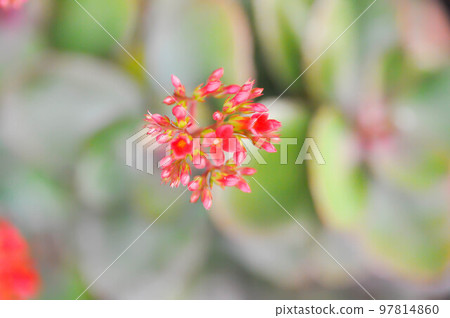 Kalanchoe blossfeldiana Poelln, Kalanchoe blossfeldiana or Flaming Katy or Kalanchoe or CRASSULACEAE Kalanchoe blossfeldiana Poelln, Kalanchoe blossfeldiana or Flaming Katy or Kalanchoe or CRASSULACEAE 97814860