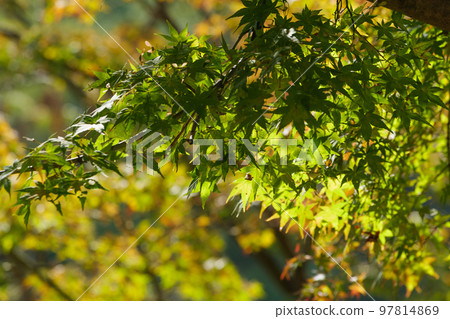A yellow-green maple tree shining in the autumn sunlight A yellow-green maple tree shining in the autumn sunlight 97814869