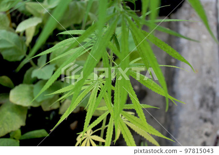 與家庭花園中大麻葉散景的特寫角度。 與家庭花園中大麻葉散景的特寫角度。 97815043