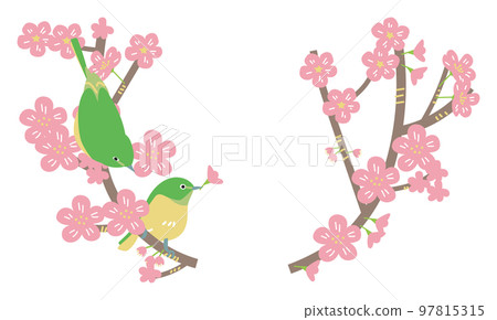 Two white-eye perched on a cherry blossom branch Illustration material 97815315