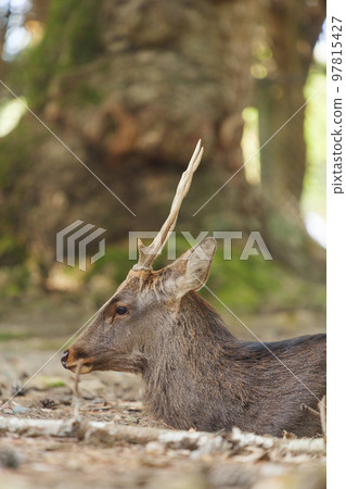 A stag relaxing in the forest 97815427