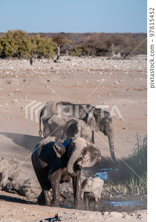 A Family of African Elephants near a waterhole in Etosha A Family of African Elephants near a waterhole in Etosha 97815452