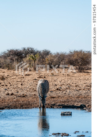 A group of Zebras in Etosha 97815454