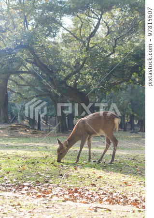 奈良公園的鹿在森林裡放鬆 97815607