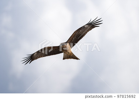 Flying in the sky 97815692