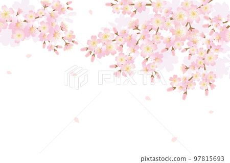 櫻花背景圖 97815693