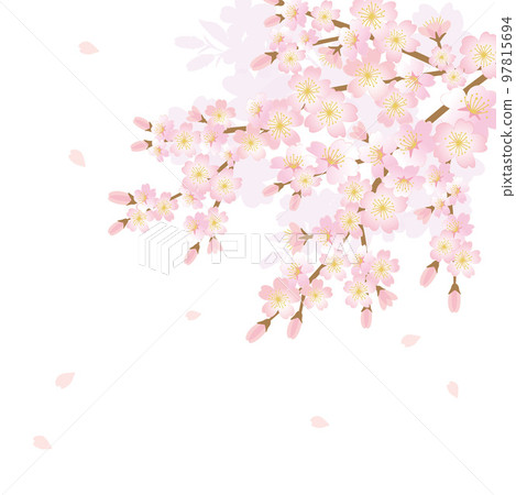 櫻花背景圖 97815694