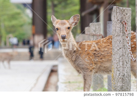 Wild deer on the main street around Todaiji Temple, Nara Park 97815798