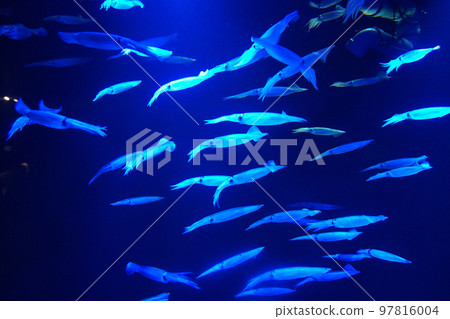 A school of squid [Joetsu City Aquarium Umigatari] 97816004