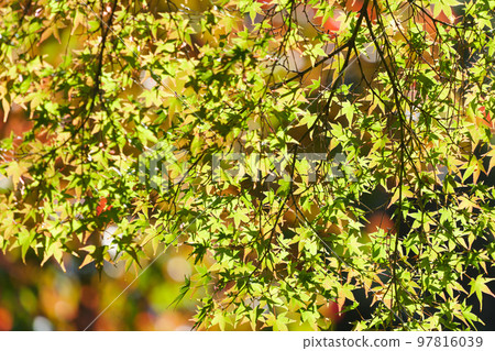 A yellow-green maple tree shining in the autumn sunlight A yellow-green maple tree shining in the autumn sunlight 97816039