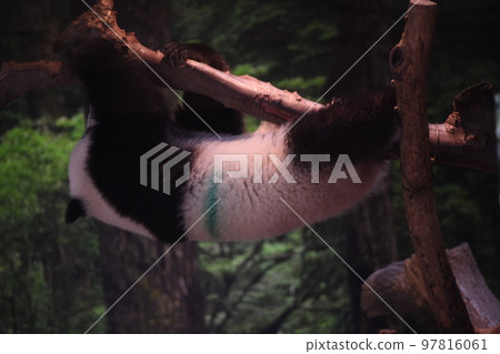 小熊貓在樹上玩耍 97816061