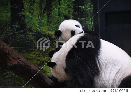 Parent and child panda 97816096