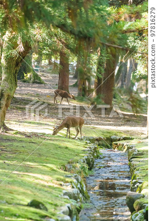 奈良公園的鹿在森林裡放鬆 97816279