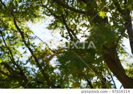 A yellow-green maple tree shining in the autumn sunlight A yellow-green maple tree shining in the autumn sunlight 97816314