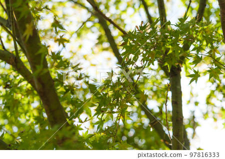 A yellow-green maple tree shining in the autumn sunlight A yellow-green maple tree shining in the autumn sunlight 97816333